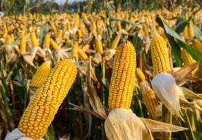 玉米期权在大连商品交易所亮相 将助力玉米市场化改革